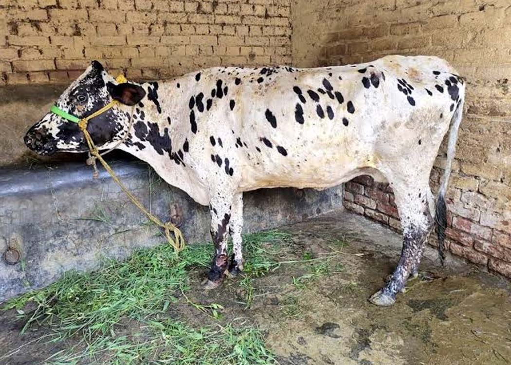 Alt text: Cattle showing skin lesions associated with lumpy skin disease at a livestock farm, illustrating concerns over suspected cases reported in rural areas of Jand.