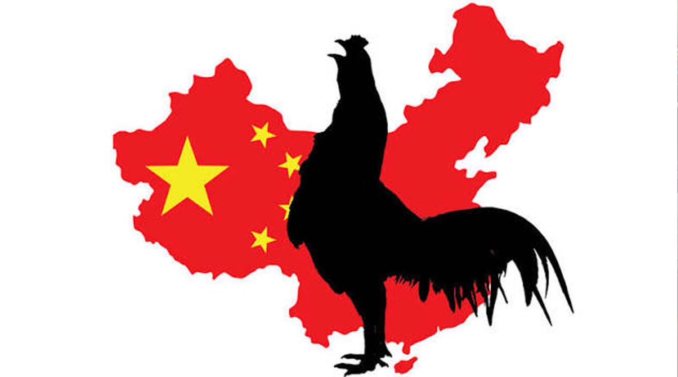 China's growing chicken exports could challenge Brazil in global poultry markets