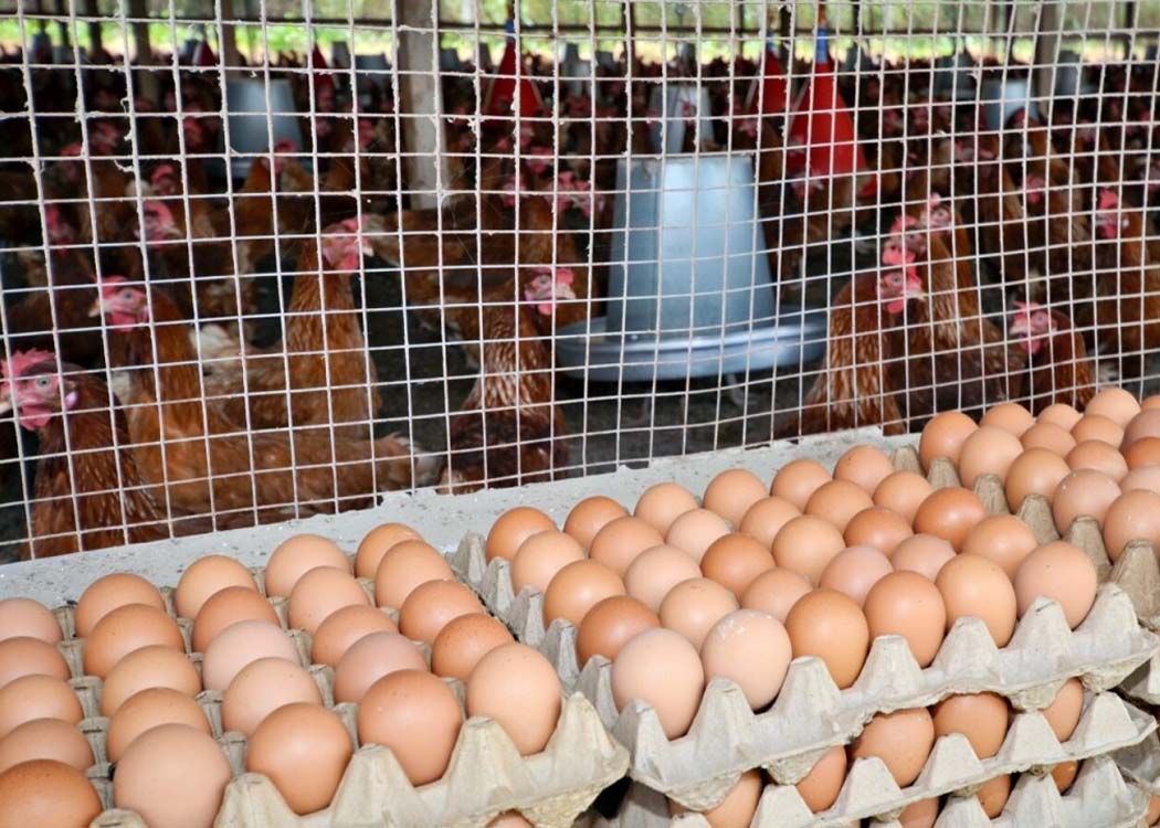 Intensive poultry farming in Faisalabad raises concerns over antibiotic resistance and superbugs in Pakistan