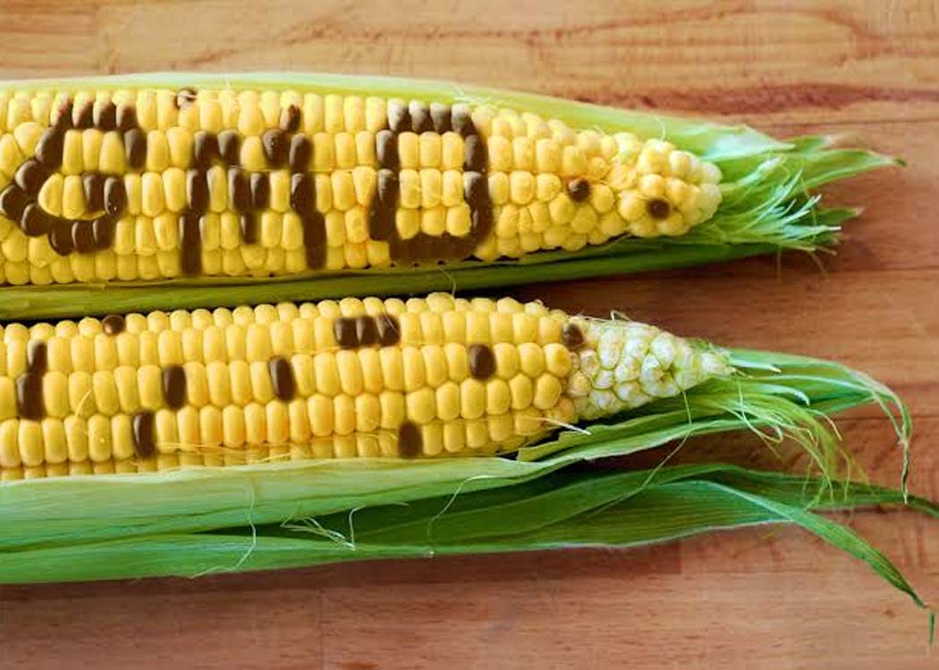 Corn plants in an agricultural field representing Pakistan’s debate over commercial genetically modified corn cultivation and farmer concerns about seed sovereignty.