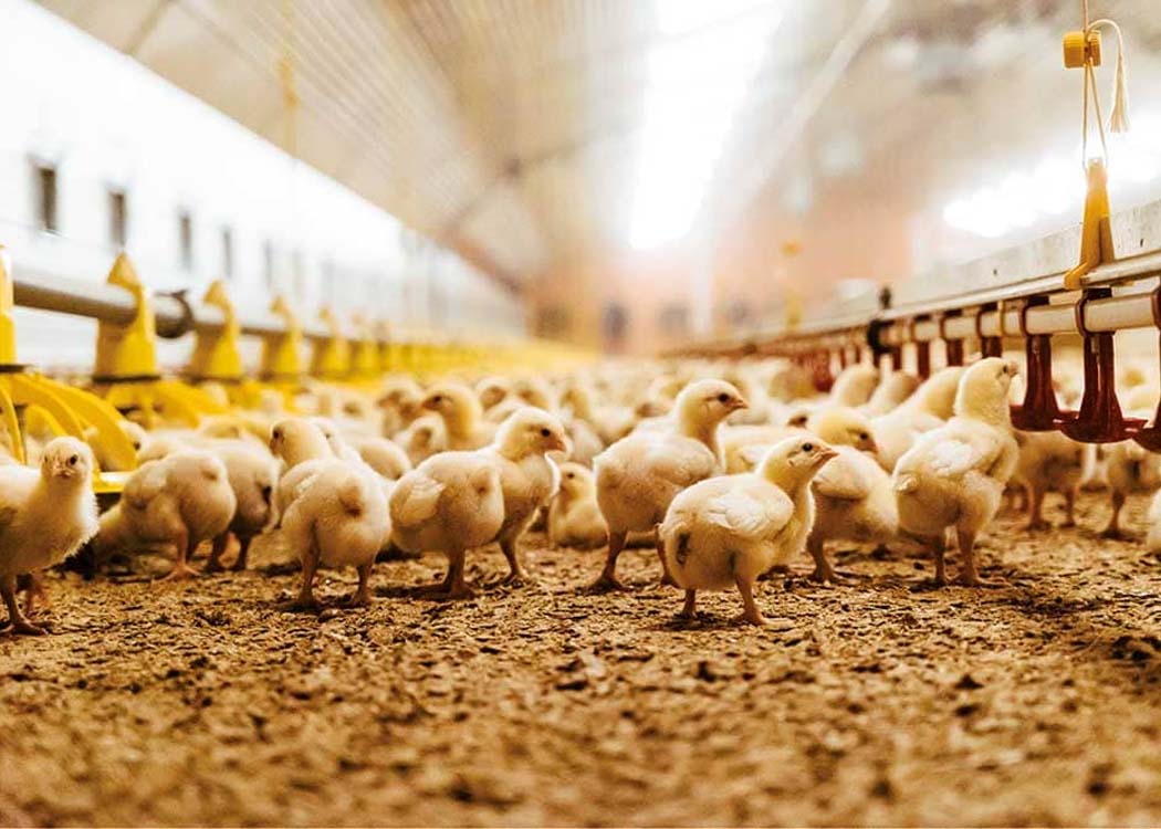 Global poultry production and chicken industry growth forecast for 2026