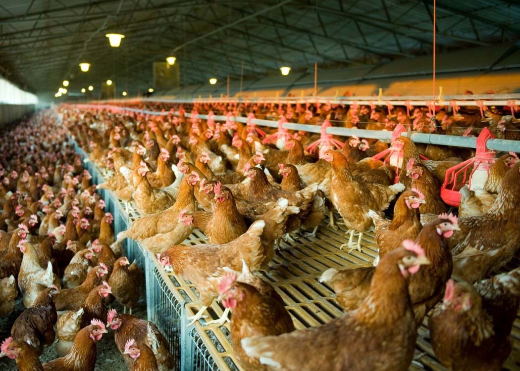 Poultry farm covered by the EU’s revised emissions rules for ammonia and nutrient excretion.